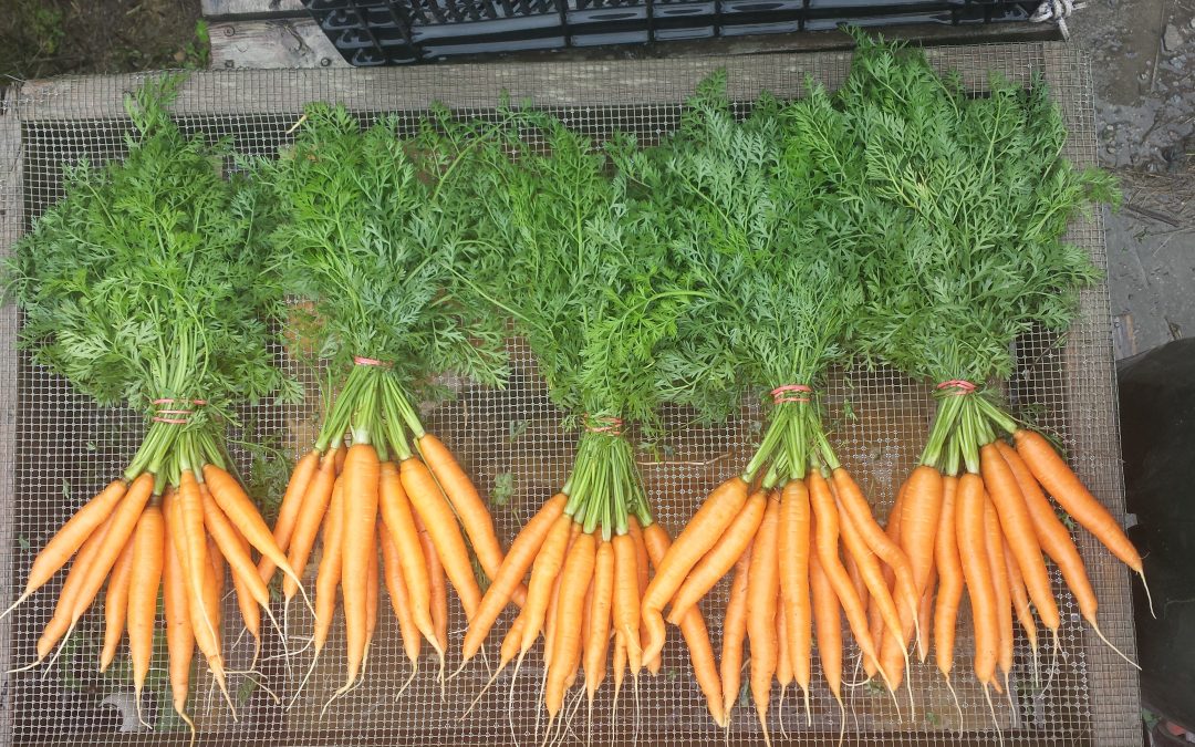 Veggie Focus: Carrot Magic