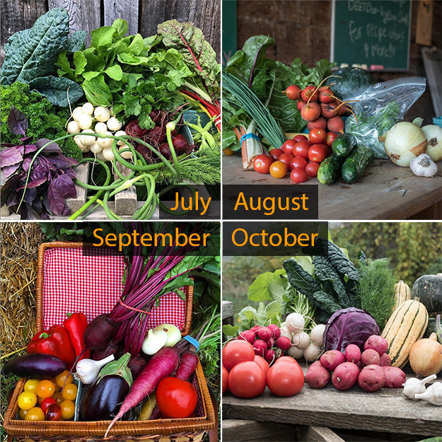 assortment-of-veggoes