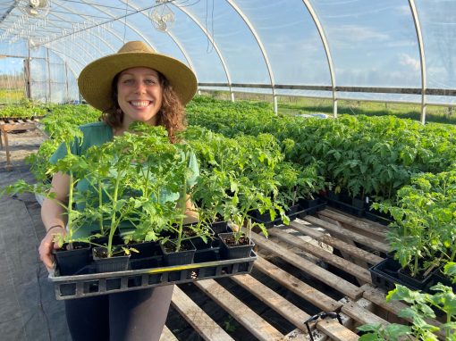 Farmer Angela holding a tray of healthy luscious tomato seedlings