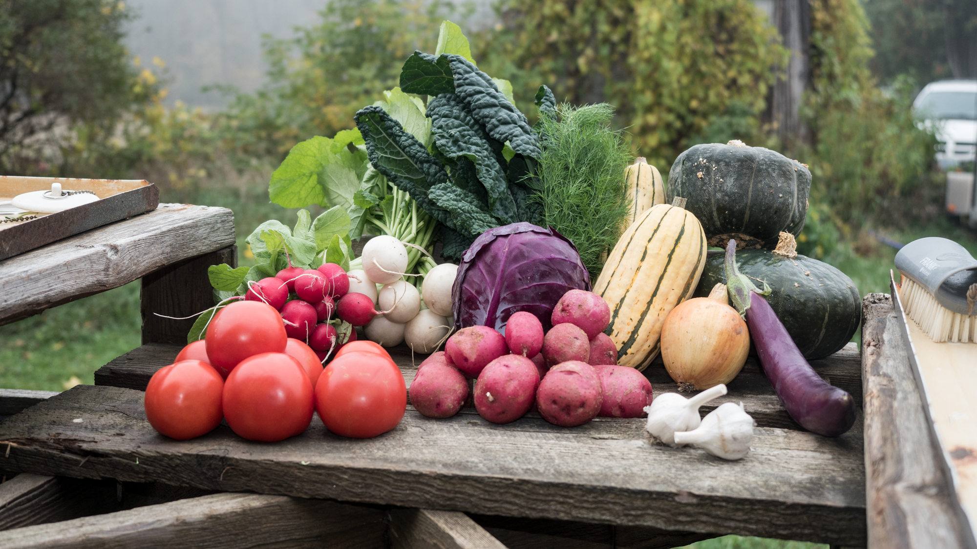 A huge box of fall veggies, big leafs of kale, colourful squash and cabbage, bright pink potatoes on a barn table with due in the background