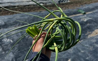 Veg Focus: Garlic Scapes