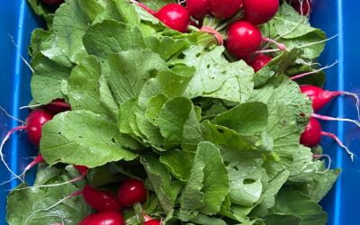 Veg Focus: Ravishing Radishes