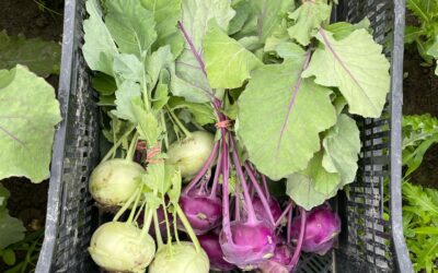 Veg Focus: Kohlrabi
