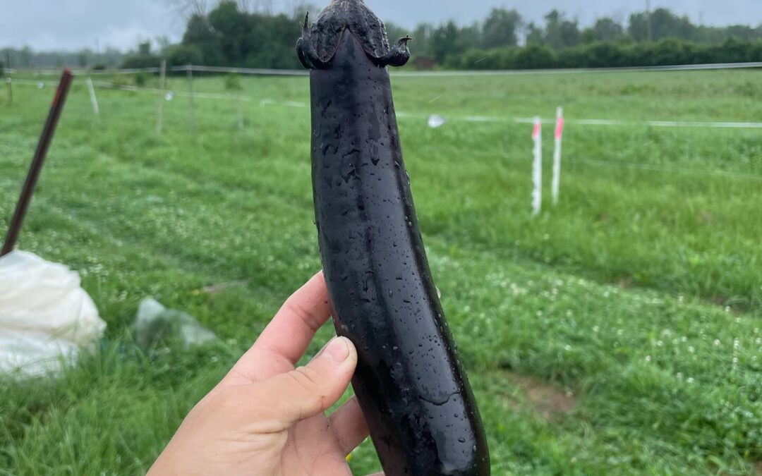 Veggie Focus: The Mighty Eggplant