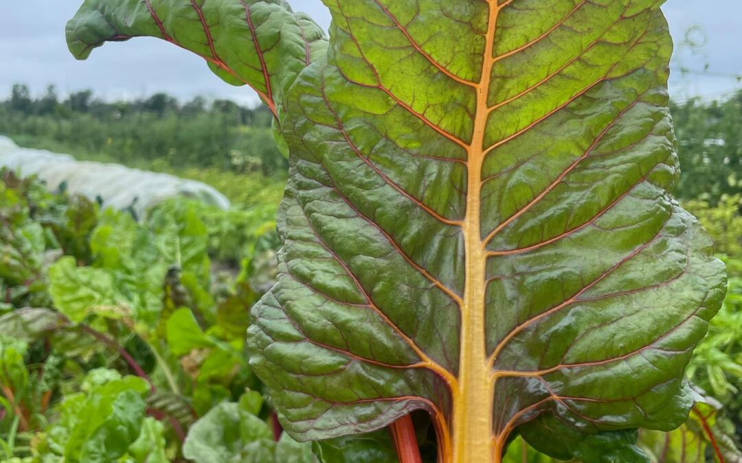 Veggie Focus: Swiss Chard