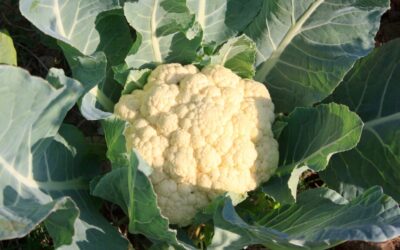 Veg Focus: Cauliflower